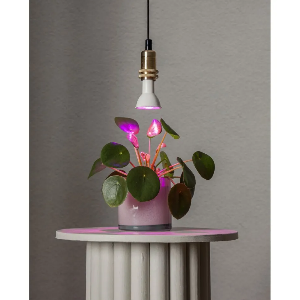 LED-kasvilamppu Star Trading Plant Light, E14, PAR16, 50lm